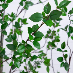 10' Minimalist Citrus Artificial Tree