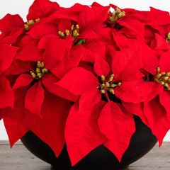 13” Artificial Red Velvet Poinsettia Arrangement in Black Oval Planter
