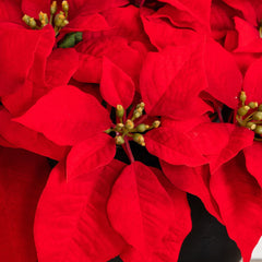 13” Artificial Red Velvet Poinsettia Arrangement in Black Oval Planter