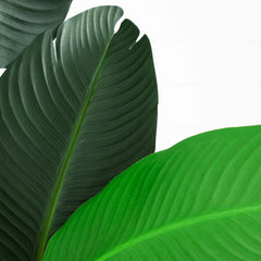 10' Artificial Traveler's Palm Tree