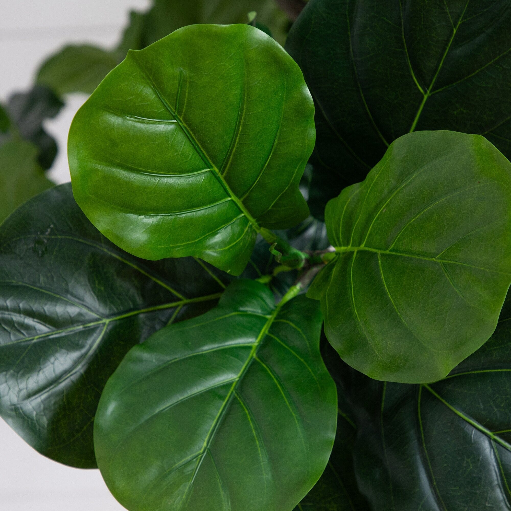 12' Artificial Fiddle Leaf Tree