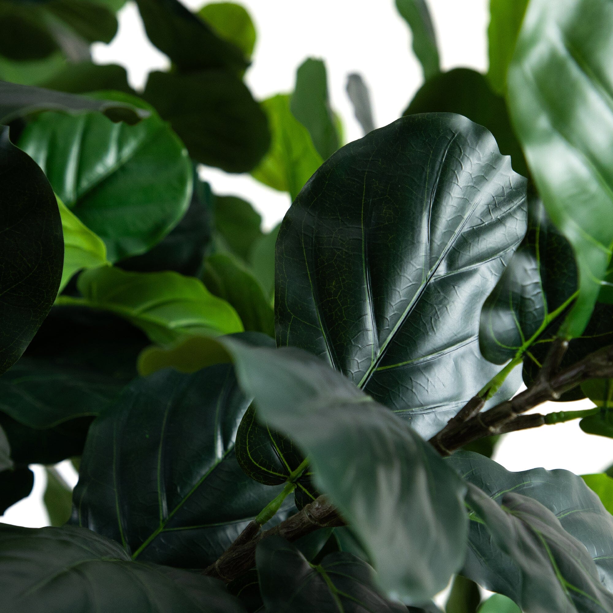 13' Artificial Fiddle Leaf Fig Tree