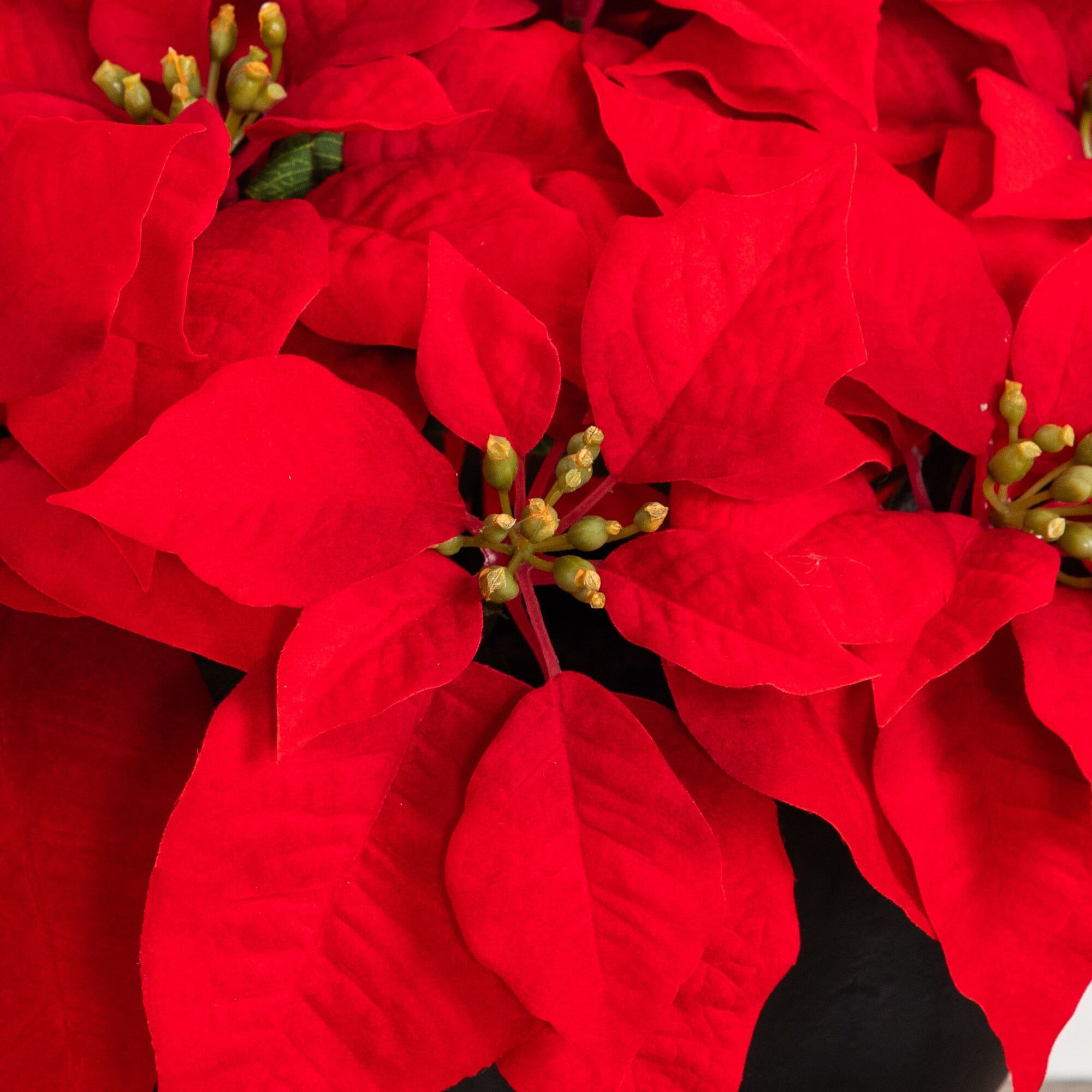 13” Artificial Red Velvet Poinsettia Arrangement in Black Oval Planter