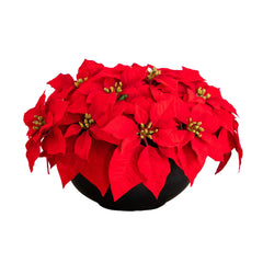 13” Artificial Red Velvet Poinsettia Arrangement in Black Oval Planter