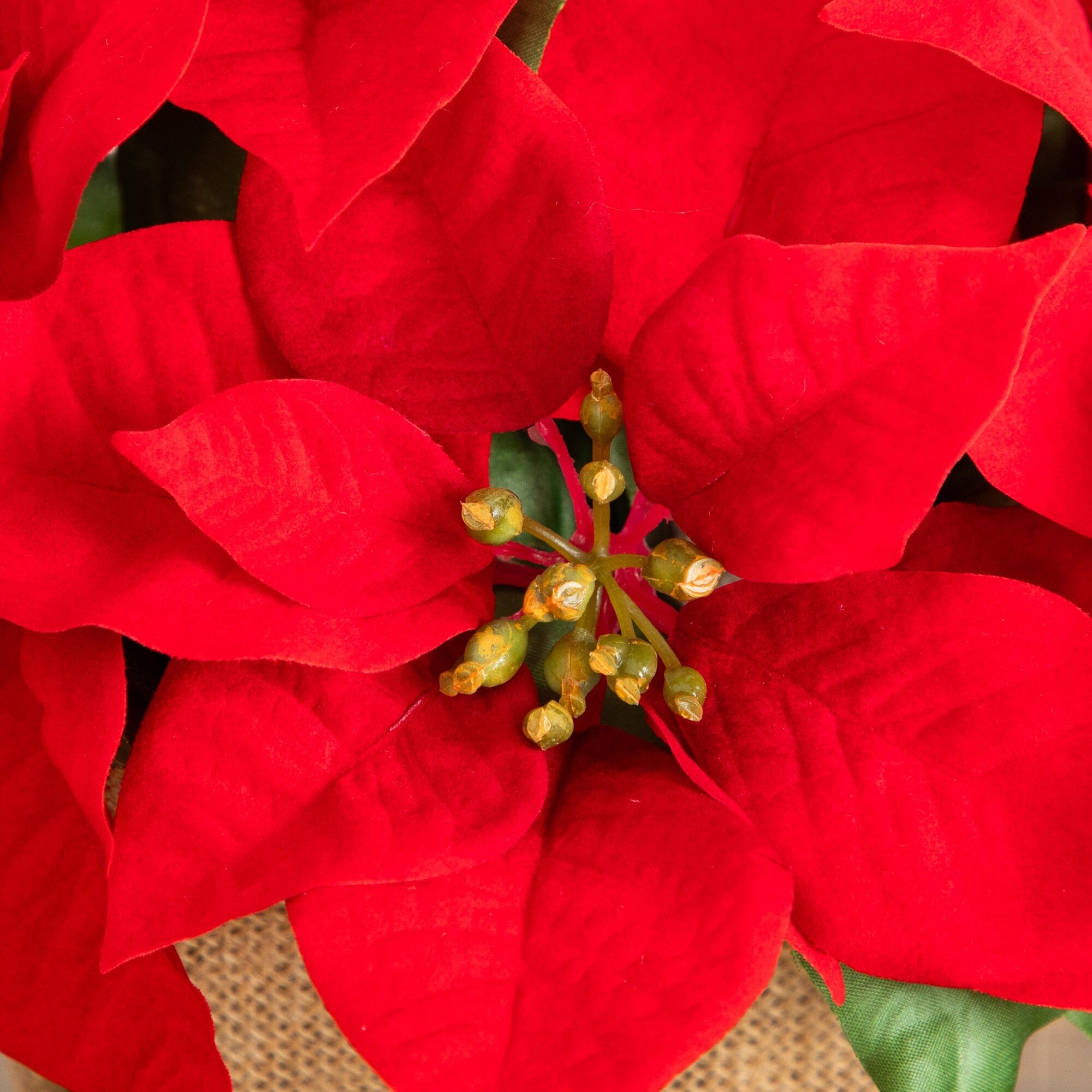 13” Artificial Red Velvet Poinsettia Arrangement in Burlap Planter
