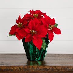 13” Artificial Red Velvet Poinsettia Arrangement in Green Wrapped Planter - Set of 2