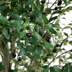 13' Giant Artificial Olive Tree